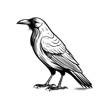 Ayakta Duran Bir Kuşun Ayrıntılı Siyah ve Beyaz Çizimi
