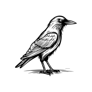 Siyah ve Beyaz Giyen Biçimli Bir Kuşun Ayrıntılı Resimleri