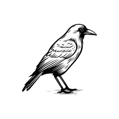 Klasik Biçim Sanatında Siyah Bir Kuşun Ayrıntılı ResmiComment