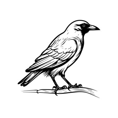 Monokrom 'da Bir Dalda Oturan Kuşun Ayrıntılı Çizimi