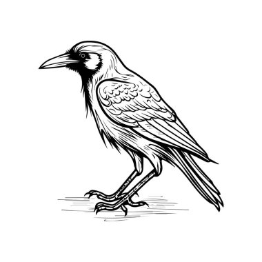 Düzlükteki Bir Karganın Ayrıntılı Siyah ve Beyaz ResmiComment