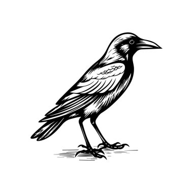 Karmaşık Çizgileri olan Ayakta Duran Siyah Kuş 'un Ayrıntılı Çizimi