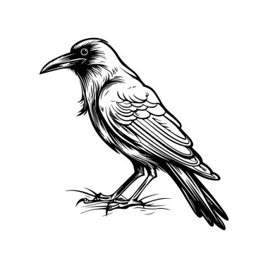 Ayakta Duran Bir Kuşun Ayrıntılı Siyah ve Beyaz Çizimi
