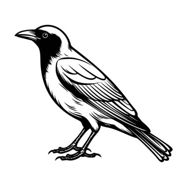 Yaratıcı Projeler İçin Ayrıntılı Özellikleri ve Sanatsal Çizgisi Çalışması Olan Bir Kuşun Siyah ve Beyaz Resimleri