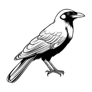 Keskin Özellikleri Olan Bir Kuşun Detaylı Siyah ve Beyaz İllüstrasyonu Doğa Aşıkları İçin Bir Dalda Dinleniyor