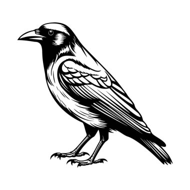 Karışık Tüy Tasarımı ve Keskin Özellikleri Olan Bir Karganın Ayrıntılı Siyah ve Beyaz Çizimi