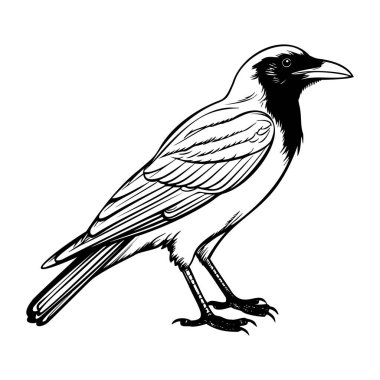 Ayrıntılı Özellikleri ve Siyah ve Beyaz Biçimli Eşsiz Tasarımı Olan Bir Kuşun Zarif İllüstrasyonu