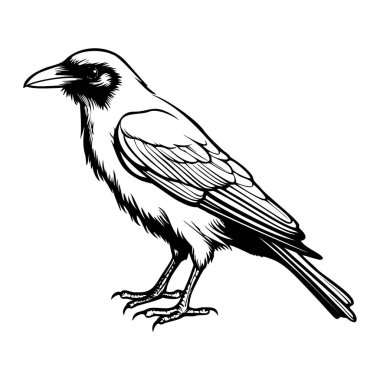 Eşsiz Sanatsal Biçimli Bir Kuzgunun Ayrıntılı Tarafından Bir Kuşun Siyah ve Beyaz ResimleriName