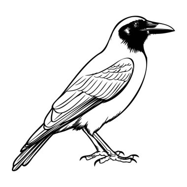 Eşsiz Özellikleri ve Karmaşık Çizgi Çalışmaları Olan Ayrıntılı Bir Kuşun Siyah ve Beyaz Çizimi