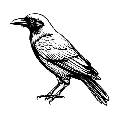 Karmaşık Tüy desenleri ve Keskin Gagalı Ayakta Duran Bir Kuşun Ayrıntılı Siyah ve Beyaz Çizimi