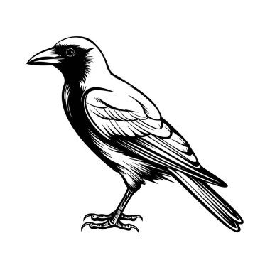 Sanatsal ve Doğa Projeleri İçin Minimalist Biçimli Bir Karganın Ayrıntılı Siyah ve Beyaz Çizimi