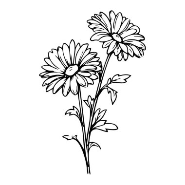 Narin Yapraklar ve Yapraklarla Bir Kök Üzerinde Siyah ve Beyaz Papatyaların Zarif Çizimi