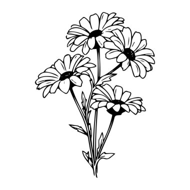 Siyah Çizgili Beyaz Papatyaların Zarif Çiçek İllüstrasyonu