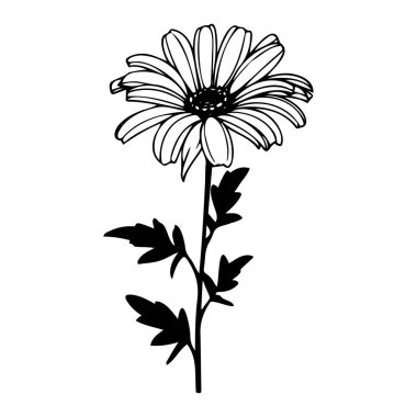 Siyah ve Beyaz Çizgili Yapraklı Tek Bir Daisy Çiçeği Tasarım İçin Zarif Çiçek Çizimi