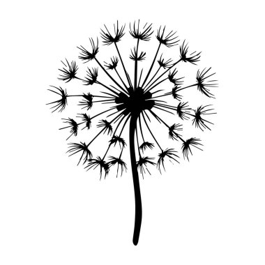 Zarif Tüy Tuffs 'la Karahindiba Tohumu Başının Zarif Siyah Silueti