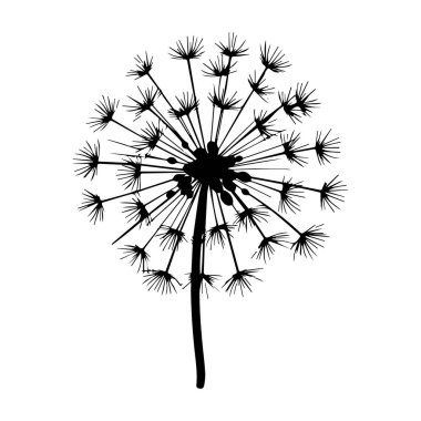 Narin tohumlu bir Karahindiba Çiçeğinin Siyah Silueti