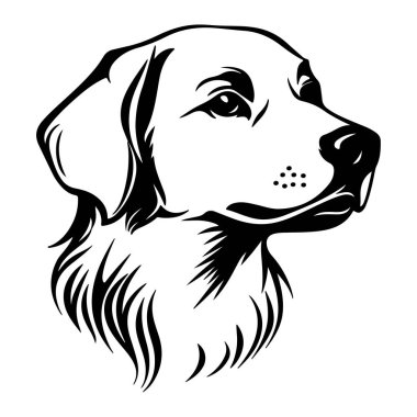 Golden Retriever köpeğinin kürk dokusuyla ilgili detaylı profilini gösteren zarif siyah beyaz bir tasviri.