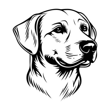 Detaylı Siyah ve Beyaz Çizgili İfade Eden İlerle Yüzleşen Labrador Retriever Sanat ResimleriName