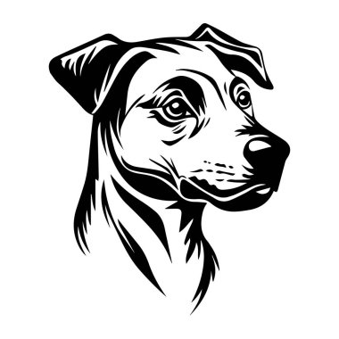 Tarz sahibi ve zarif Siyah-Beyaz İmajı İfade Edici Özellikleri olan Bir Köpeğin Başı