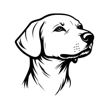 Odaklanmış İfade ve Yaratıcı Projeler İçin Temiz Satırlarla Bir Köpek Başı 'nın Detaylı Resmedilmesi