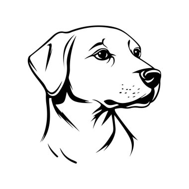 Anlamlı yüzü ve yumuşak özellikleri olan bir köpeğin taslak tarzında ayrıntılı siyah-beyaz çizimi