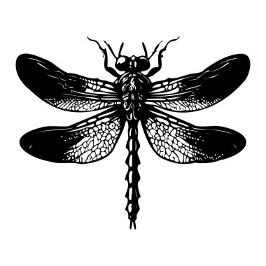 Ayrıntılı Siyah-Beyaz Böceğin Karmaşık Kanat Örnekleri ve Biçimlendirilmiş Özellikleri