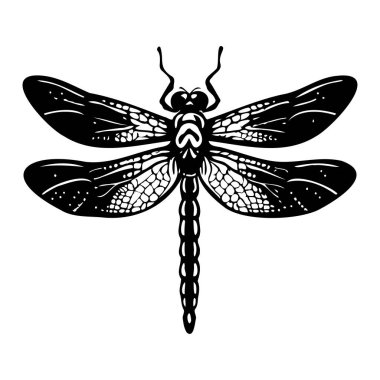 Ayrıntılı Kanatları ve Vücut Anatomisi Olan Bir Dragonfly 'ın Karmaşık Siyah ve Beyaz Çizimi