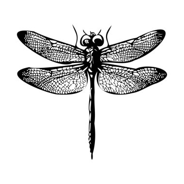 Siyah ve Beyaz Tasarımlı Karmaşık Kanatları ve İnce Detaylı Dragonfly Çizimi