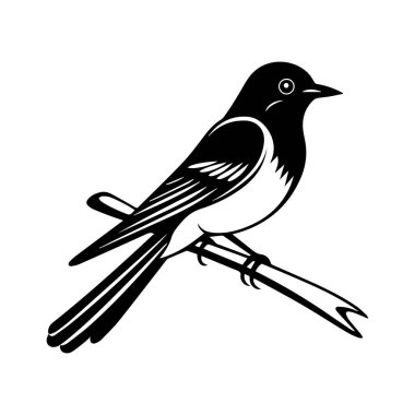 Ayrıntılı tüy desenleri ve zarif duruşu ile Dalına tünemiş zarif Siyah ve Beyaz Kuş