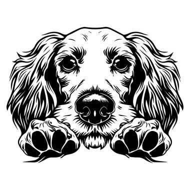 Tüylü Kürklü ve Siyah-Beyaz Gözlü Bir Köpeğin Detaylı Resimleri