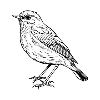 Ayrıntılı Siyah ve Beyaz Hat Sanatı Karmaşık Tüy desenleri ve Zarif Duruşu olan Küçük Bir Kuş