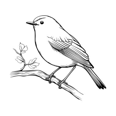 Ayrıntılı Siyah ve Beyaz Çizgi Sanat Resimleri Doğal Yaşam Alanında Yaprakları Olan Küçük Bir Kuşun Dalına Tüymüş