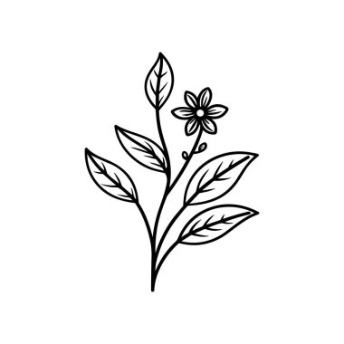 Zarif Bir Çiçeğin Zarif El Çizimi Botanik Çizimi ve Doğayı Sevenler ve Tasarımcılar İçin Yapraklar