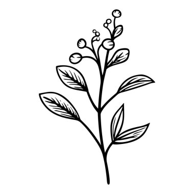 Siyah ve Beyaz Dış Hatlar Biçiminde Yaprakları ve Böğürtlenleri Olan Zarif Bir Şubenin Zarif Botanik Çizimi