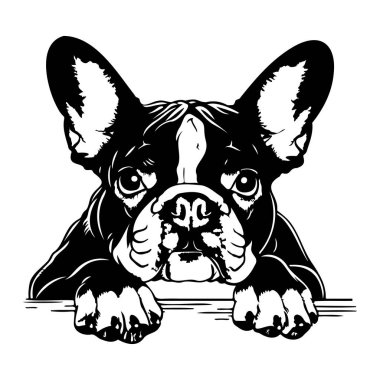 Bir Fransız Bulldog 'unun Siyah ve Beyaz Görünümü Sevimli bir ifadeyle Sınır' da Dinleniyor