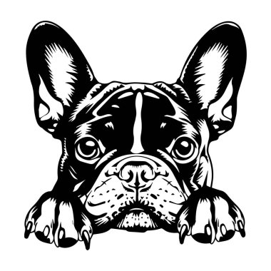 Yoğun İfade ve Odaklanmış Duruşmalı Fransız Bulldog 'unun Siyah ve Beyaz Sanatsal İllüstrasyonu