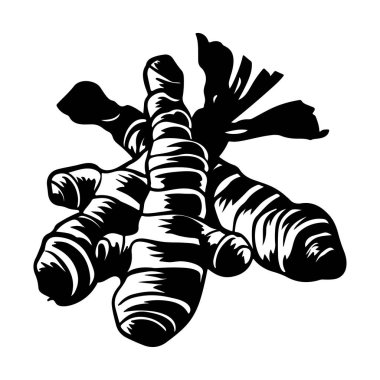 Taze Zencefil Kökü ResimleriName