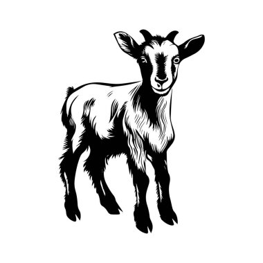 Klasik Siyah ve Beyaz Biçimli Oynayan Genç Keçinin Ayrıntılı ResimleriName