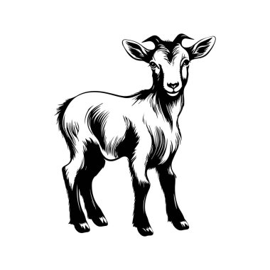 Tatlı Genç Keçi Eğri Kulakları ve Beyaz ve Siyah Tarz Resimlerinde Yumuşak Kürklü Duruyor