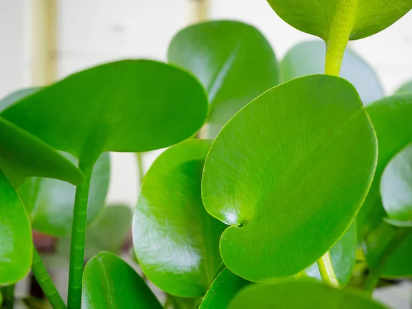 水合物霉菌水生植物 — 图库照片