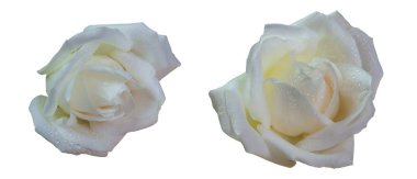 (Close Up) Beyaz arka plan üzerinde izole beyaz gül. 