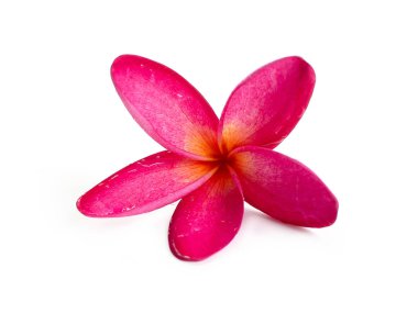 Beyaz arka plan üzerinde izole tropikal çiçek frangipani (plumeria).