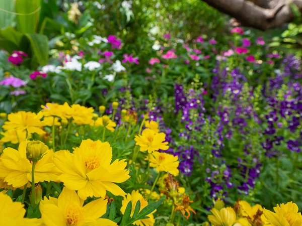 黄色のコスモス ガーデン 自然の美しさに — ストック写真