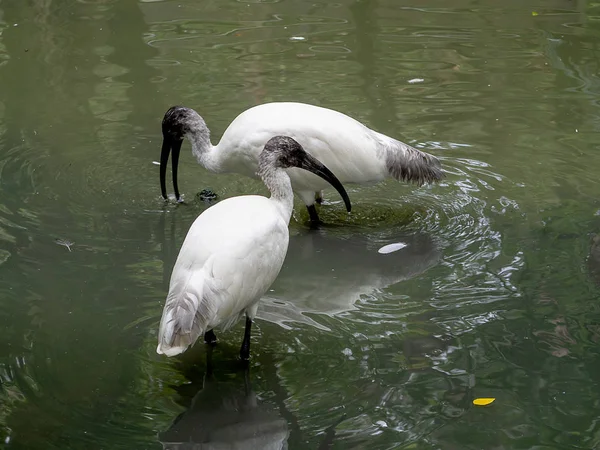 Openbill 或亚洲 Openbill Anastomus Oscitans — 图库照片