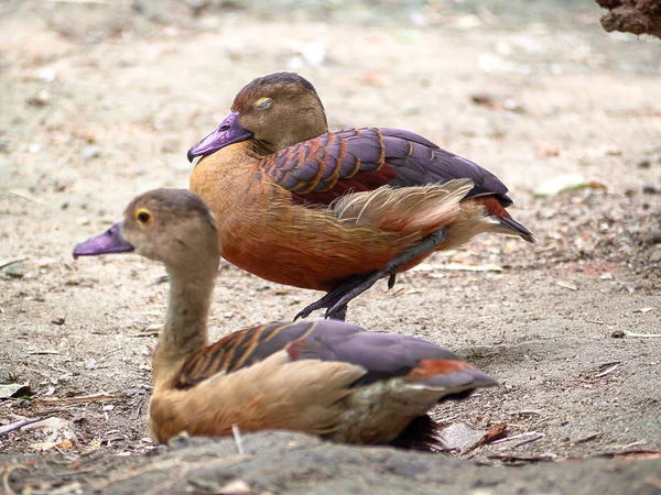 环状蓝绿色 Callonetta Leucophrys 野生动物动物 选择性聚焦 — 图库照片