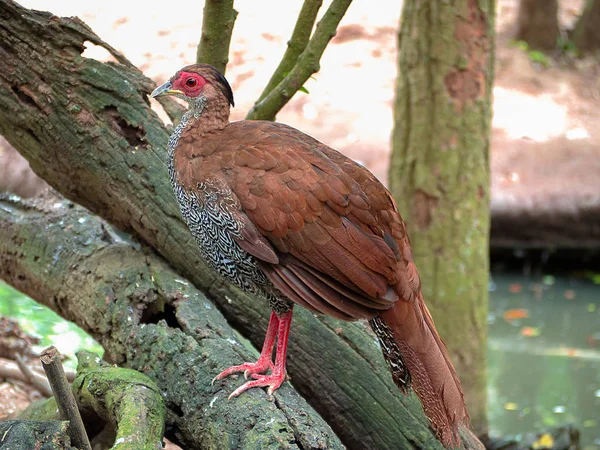 Fagiano Phasianus Colchicus Ritratto Del Bello — Foto Stock