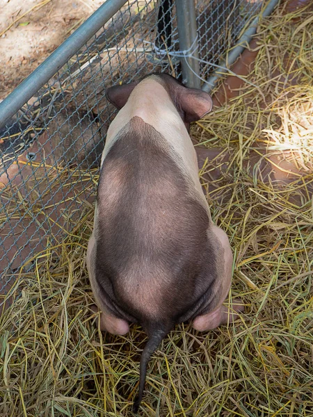 Pig is urinating in the farm. (Nature of pets