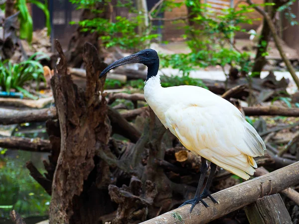 シロスキハシコウまたはシロスキハシコウ コウノトリ鳥 Anastomus Oscitans — ストック写真