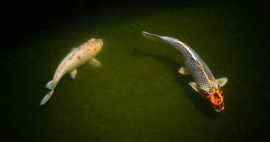 Süslü sazan ya da Koi balık yüzmek gölet.