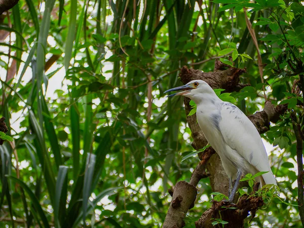 Gece balıkçılı, Nycticorax nycticorax, doğa ortamında hayvan.